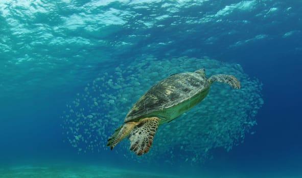 Green sea turtle with a school of jackfish