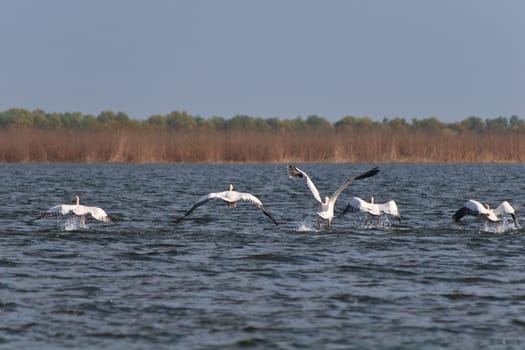 pelicans in flight in Danube Delta, Romania