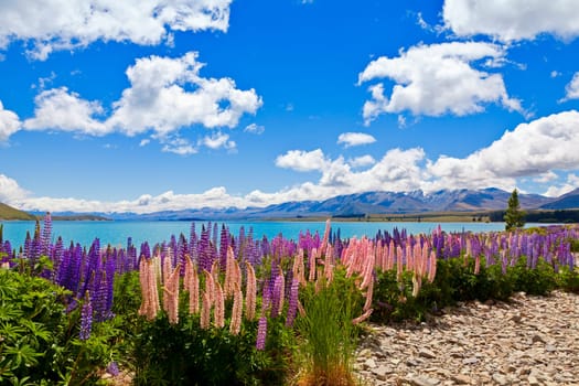 Field of lupin wildflowers on the shore of lake Tekapo in New Zealand
