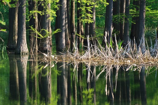 a beautiful green forest is reflected in water