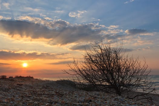 sunrise, clouds and a tree on the beach