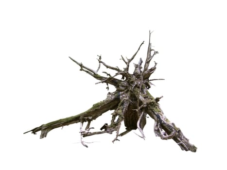 Tree Root