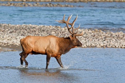 Bull elk, cervus canadensis in Athabasca River, Jasper National Park, Alberta, Canada