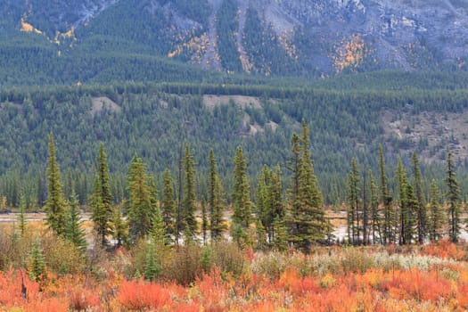 Pines in Moberly Flats, Jasper National Park, Alberta, Canada