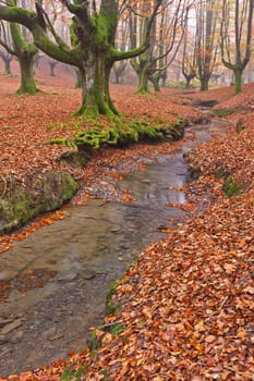The falling leaves colors the autumn season in the forest. Otzarreta, Bizkaia, Spain