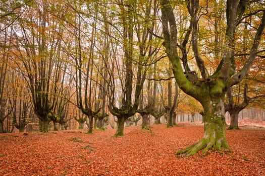 The falling leaves colors the autumn season in the forest. Otzarreta, Bizkaia, Spain