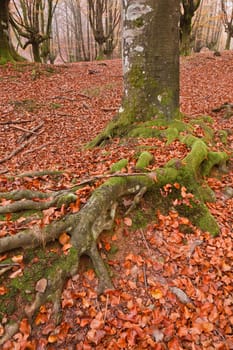 The falling leaves colors the autumn season in the forest. Otzarreta, Bizkaia, Spain