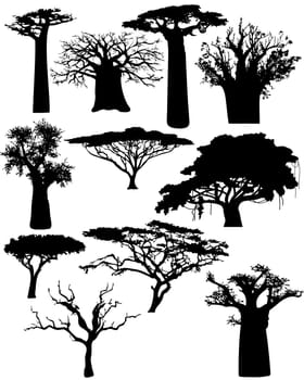Illustration of the various African trees and bushes