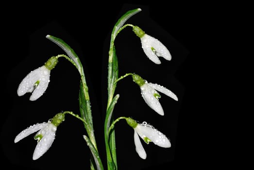Snowdrop