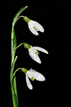 Snowdrop