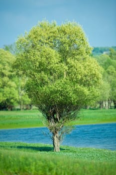Isolated green summer tree with clean lake, shallow DOF 280mm f2.8