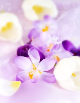 Spring motive with tulips and crocus flowers - soft DOF