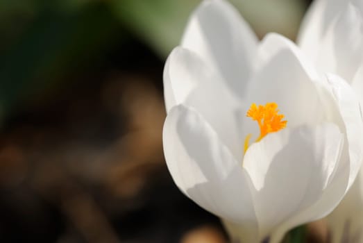 Neighboring crocus