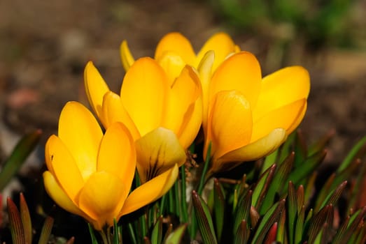 Neighboring crocus
