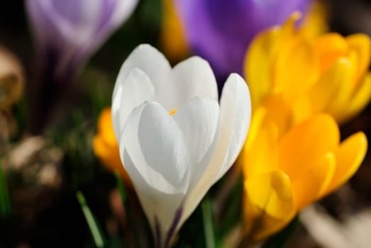 Neighboring crocus