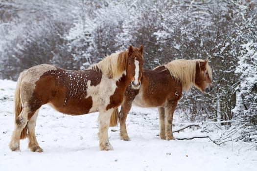 Two Horses in winter on a snowy landscape