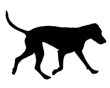 Dog training