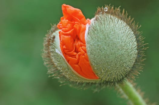 Cold poppy seeds