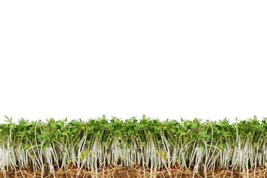 Cress with white background
