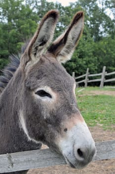 donkey