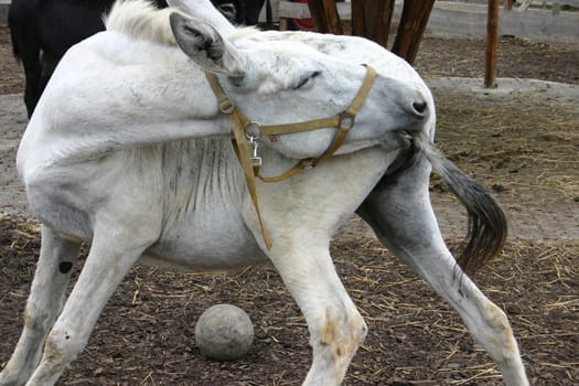 donkey