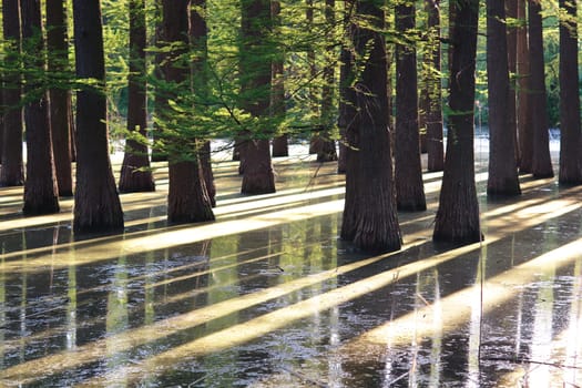 a large and beautiful flooded forest green