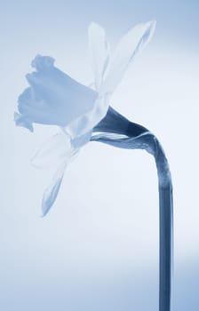 daffodil, spring flower significant of easter. abstracted bloom in blue