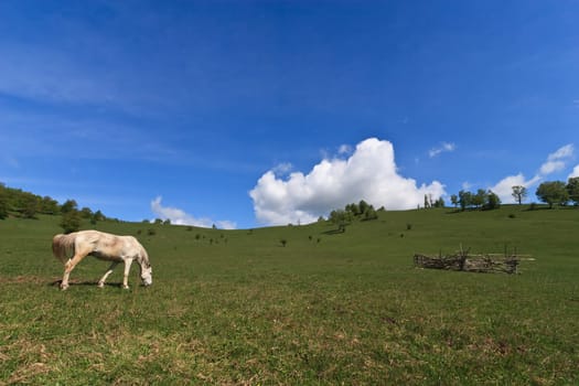 a beautiful white horse on a green field