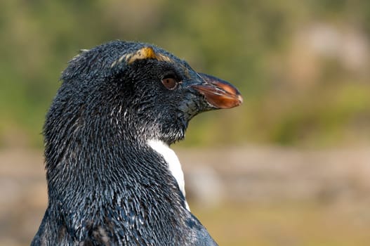 Fjordland Penguin