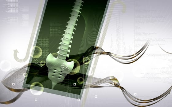 Digital illustration of back bone in colour background