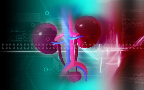 Digital illustration of kidney in colour background