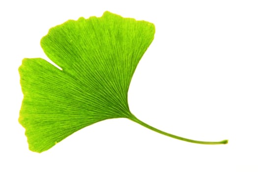 single,green ginkgo leaf isolated against white background