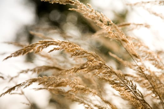 Graeser in the wind