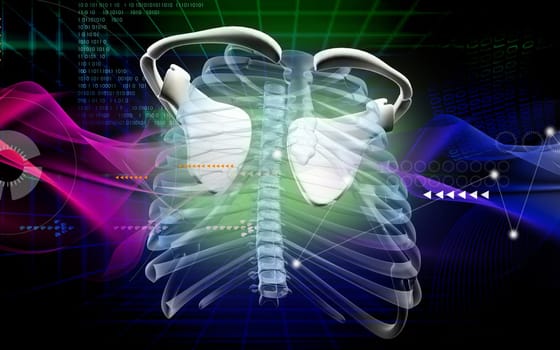 Digital illustration of collar bone in colour background