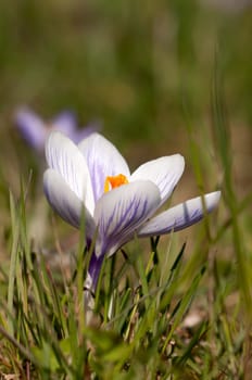 Crocus I