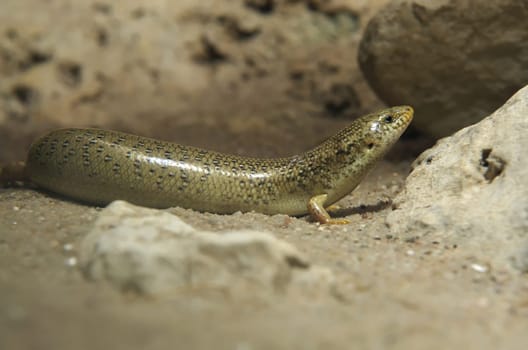 Spotted roller skink