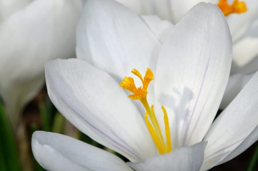 CROCUS