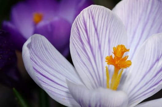 CROCUS