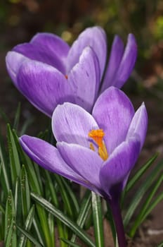 CROCUS
