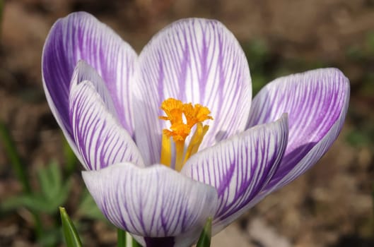 crocus