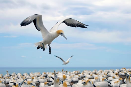 Australian Booby IV