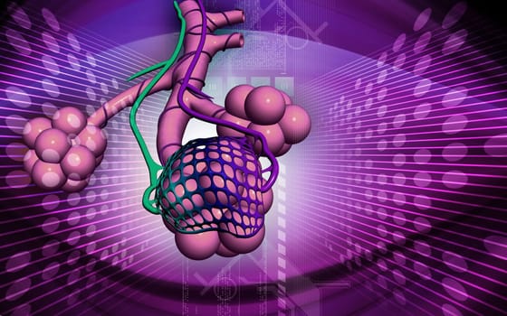Digital illustration of alveoli in colour background