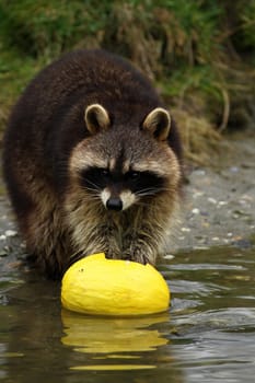 NaschBär