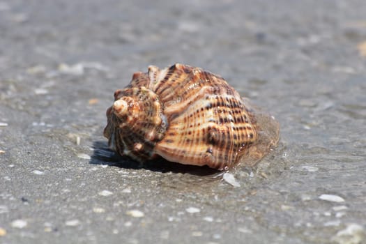a sea shell on the sea beach