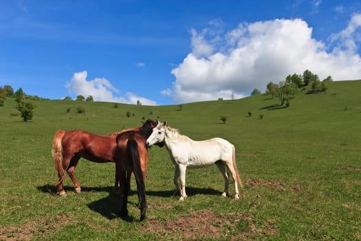 horse in talks on a nice green field