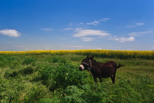 a donkey to graze on green field