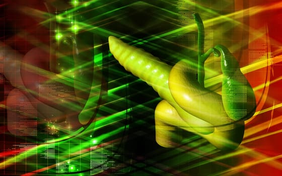 Digital illustration of pancreas in colour background