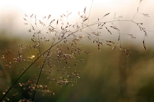 Blooming grass in the evening light
