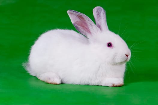 little white rabbit on green background for easy cut and paste