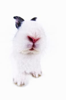 little rabbit sniffing straight into camera